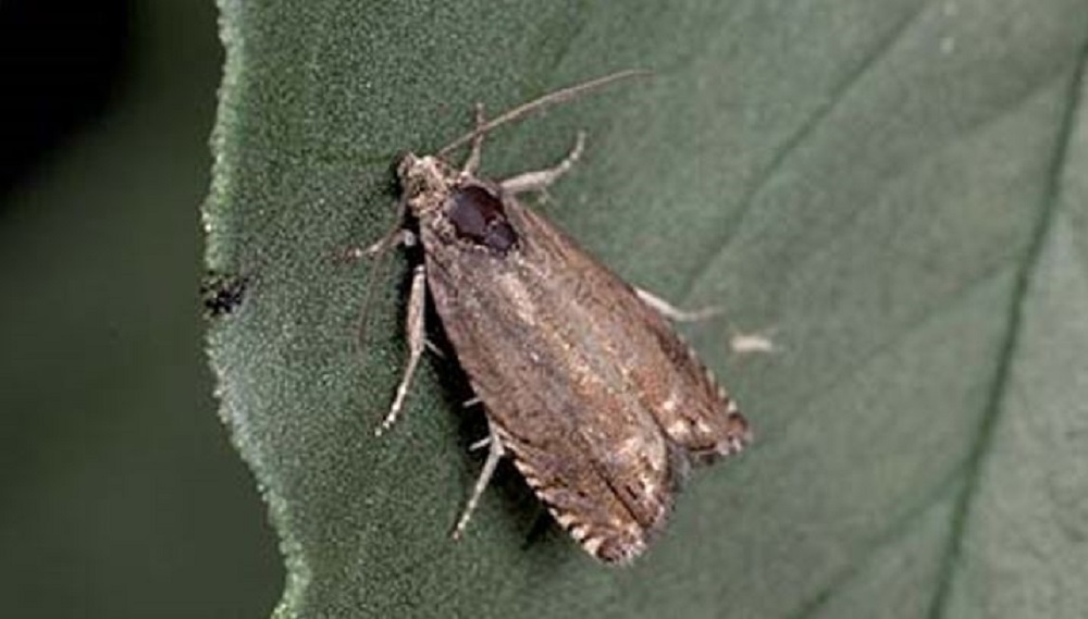 Adult pea moth on a leaf